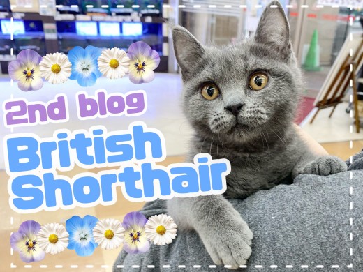 【 ブリティッシュショートヘア 】お利口さんで多頭飼いにもおすすめ!2ndブログ