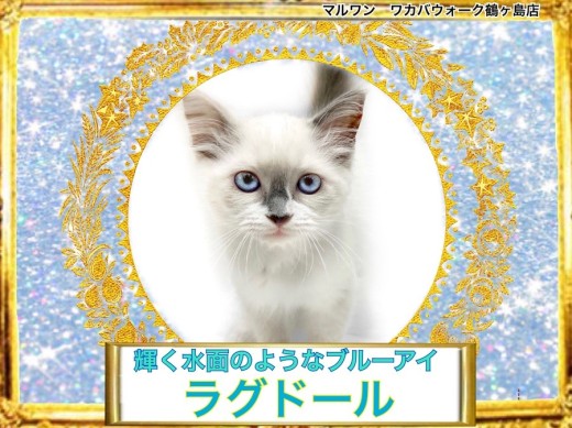 【 ラグドール 】一見クールな美形猫!だけど実はかまってちゃん