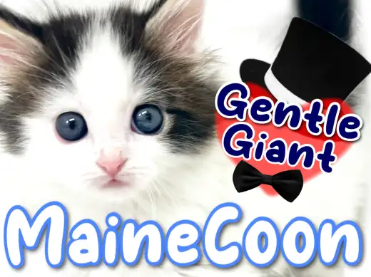 【 メインクーン 】大きさだけじゃない!究極のベイビーフェイス!