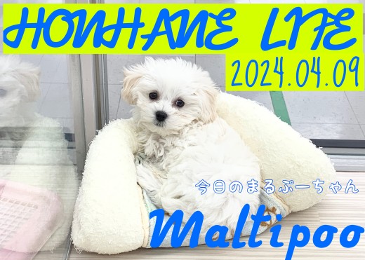【マルプー成長ログ】マルプーちゃんが見てる!