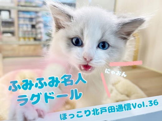 【 ほっこり北戸田通信Vol.36 】甘えたいときは足ふみモード!