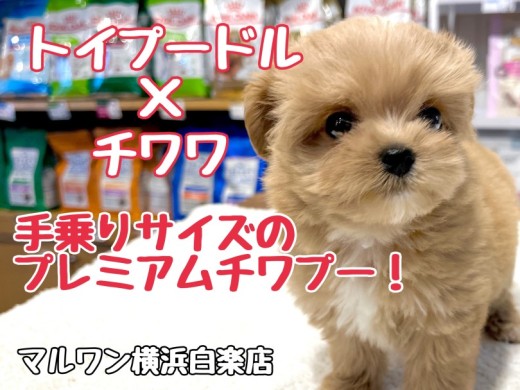 【 MIX 】早くもお問合せ殺到中!プレミアム級の可愛さを持つチワプー降臨