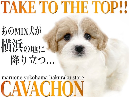 【 MIX 】大人気キャバションがやってきた！環境馴れの速さは必見！