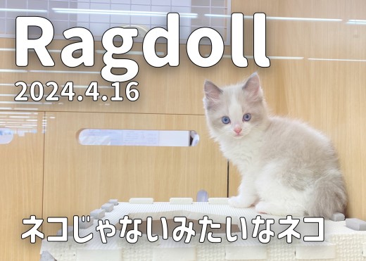 【 ラグドール成長ログ 】ネコじゃないみたいなネコのラグちゃん!