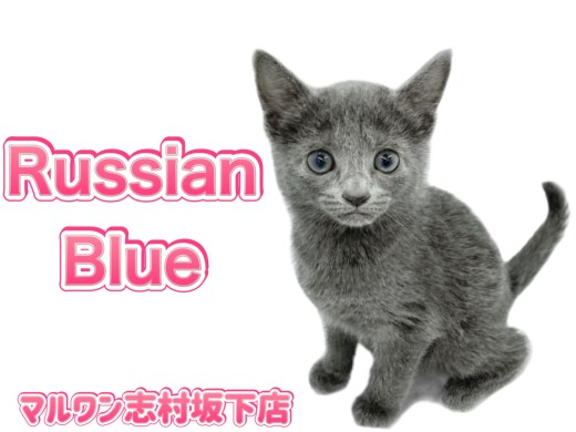 【 ロシアンブルー 】クールな見た目でも甘えん坊さん!愛おしいギャップの持ち主