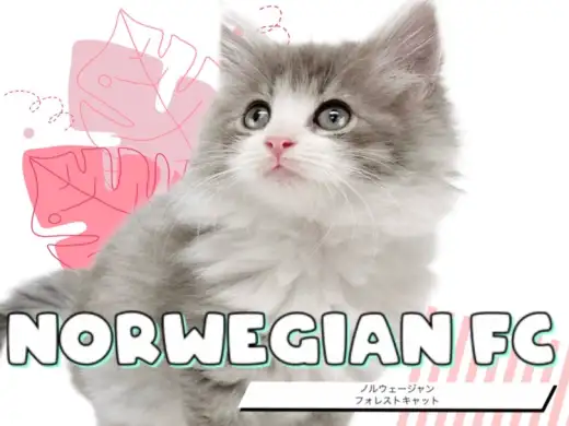 【 ノルウェージャンフォレストキャット 】超絶美猫!希少なブルー系カラー!