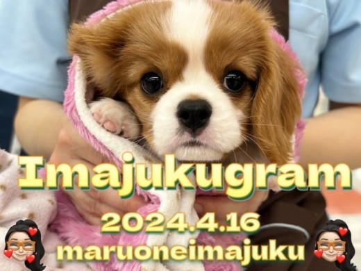 【 イマジュクグラム 】愛情表現豊かなブレンハイムカラーのキャバリアちゃま!