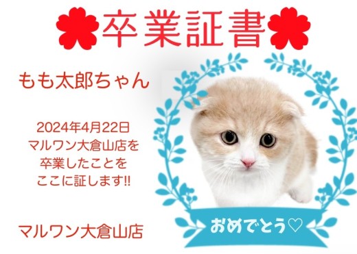 【 卒業証書 】もも太郎ちゃん卒業おめでとう!!スタッフママより愛を込めて!