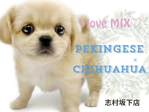 【 MIX 】パパはペキニーズ、ママはチワワ!可愛さの黄金比がMAXなハーフ犬!