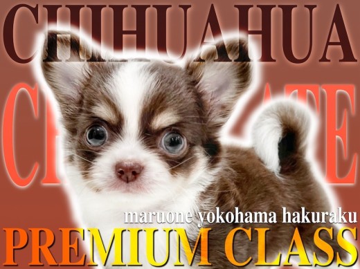 【 チワワ 】初日からへそ天しちゃう！？好奇心旺盛なプレミアムBOY降臨！