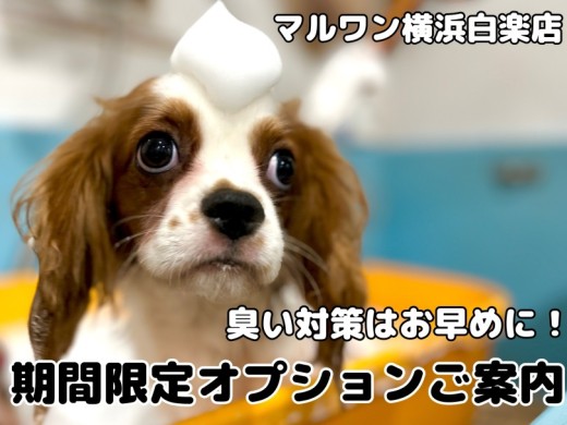 【 白楽店トリミング 】期間限定オプションご紹介！臭いの元を徹底ブロック！