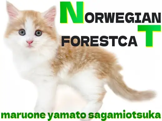 【 ノルウェージャン 】端正な顔立ちが映える温かみのある毛色!遊び方に胸キュン?