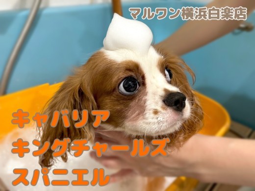 【 キャバリア 】なんでも上手に出来ちゃうキャバリアくんのシャンプーに密着!