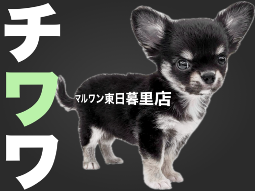 【 チワワ 】お耳で喜び全開!薄めマロ眉がイケてるブラタンの男の子