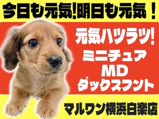 【 ミニチュアダックスフント 】一つ一つの動きすべてが愛らしい胴長短足男子！