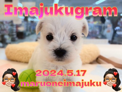 【 イマジュクグラム 】マルチーズとシュナウザーのレアMIX!お手入れに密着!