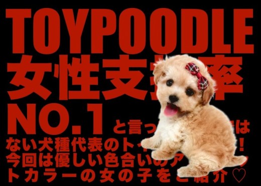 【 トイプードル 】女性支持率NO.1の優しいアプリコットカラーの女の子!