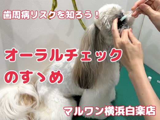 【 白楽店トリミング 】愛犬のお口は大丈夫！？オーラルチェックのご案内