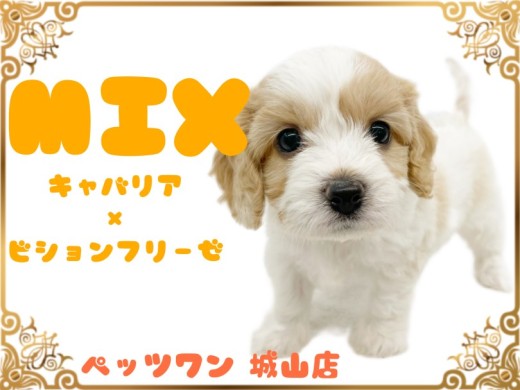 【 MIX 】 SNSで大人気のMIX犬キャバションちゃん登場