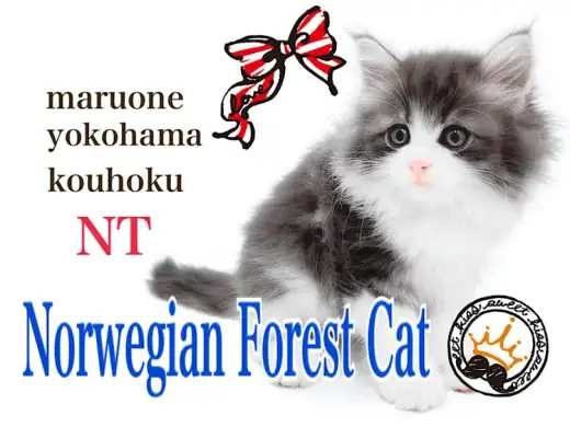 【 ノルウェージャン 】可愛さと優美さを兼ね備えたプレミアムキャット