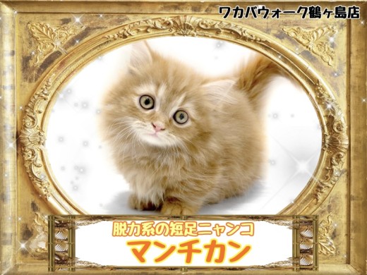 【 マンチカン 】猫は液体?脱力系の短足猫ちゃん
