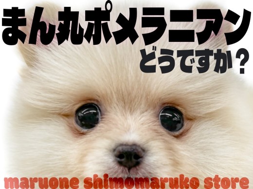 【 ポメラニアン 】おめめも身体も、性格もまん丸なポメラニアンってどうですか?