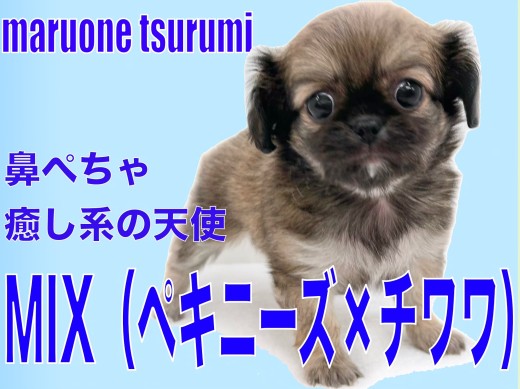 【 MIX 】鼻ぺちゃ犬の癒し系!ペキチワちゃんのプリンス登場!!