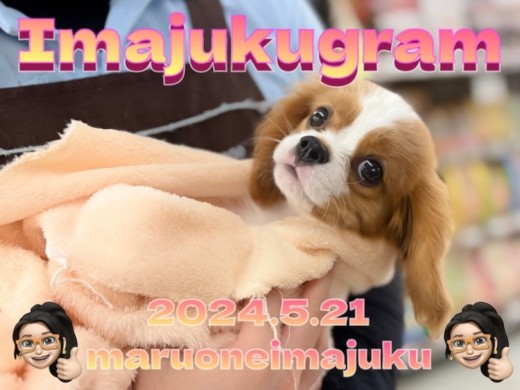 【 イマジュクグラム 】生後3ヶ月のキャバリアちゃま!シャンプータイムに密着!