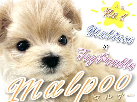 【 MIX 】ぬいぐるみも目じゃない圧倒的可愛さマルプーちゃん!