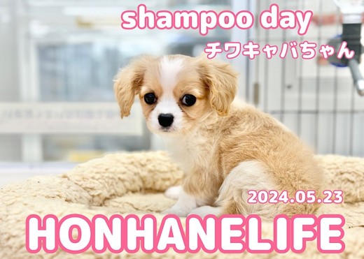 【 チワワ×キャバリア成長ログ 】ドキドキ!チワキャバちゃん初めてのシャンプーに挑戦!
