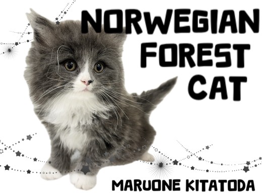 【 ノルウェージャンフォレストキャット 】必見!今後が楽しみなイケニャン登場!