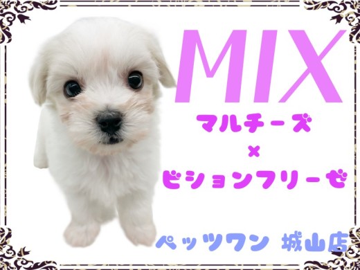 【 MIX 】 城山店初!とっても人懐っこいマルションちゃん降臨