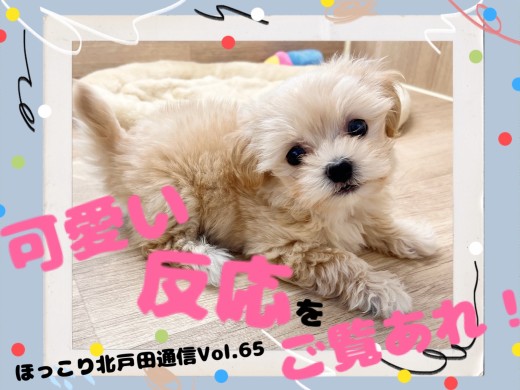【 ほっこり北通Vol.65 】マルプーちゃんの可愛い反応をご覧あれ!