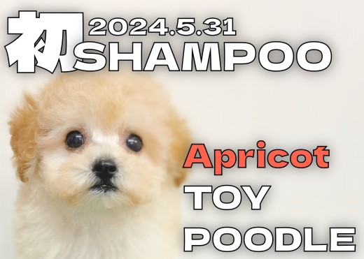 【 トイプードル成長ログ 】初シャンプーで更に可愛くなりました!!