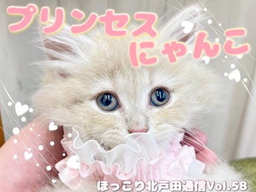 【 ほっこり北通Vol.58 】可愛さプリンセス級のサイベリアンちゃん!