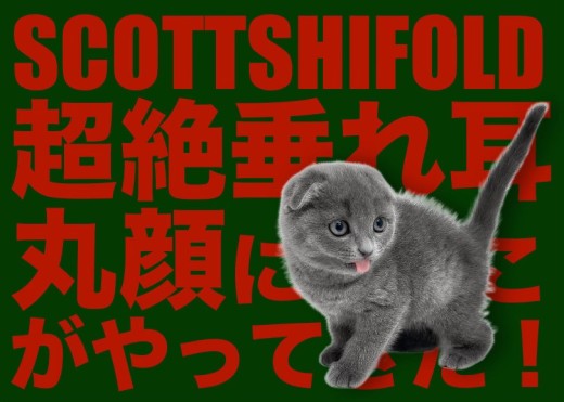 【 スコティッシュフォールド 】超絶垂れ耳の丸顔にゃんこがやってきた!