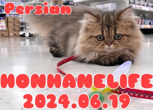 【ペルシャ成長ログ】新しいお部屋も快適にゃん！とくつろぐペルちゃん！