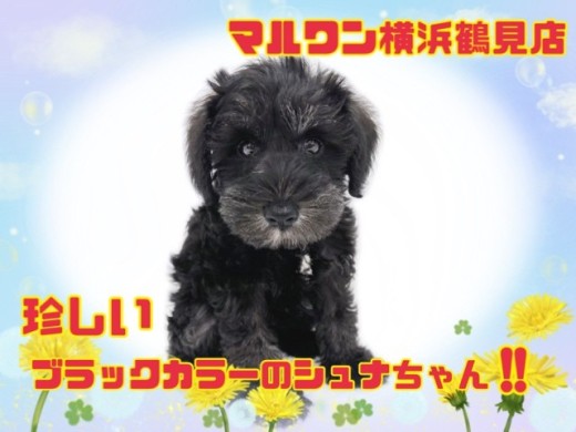 【 シュナウザー 】珍しいブラックカラーの、シュナちゃん仲間入り!!