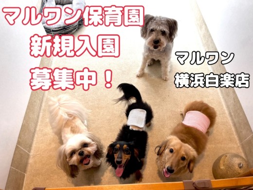 【 犬のほいくえん 】緊急速報！保育園空き状況のお知らせ