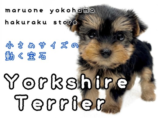 【ヨークシャーテリア 】誰とでも仲良くなれちゃう！好奇心旺盛な小さめヨーキー