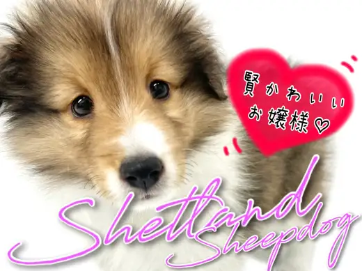 【 シェットランドシープドッグ 】シェルティの愛称で知られる賢可愛いお嬢様!
