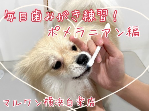 【 ポメラニアン 】毎日歯みがき練習！ポメラニアン編