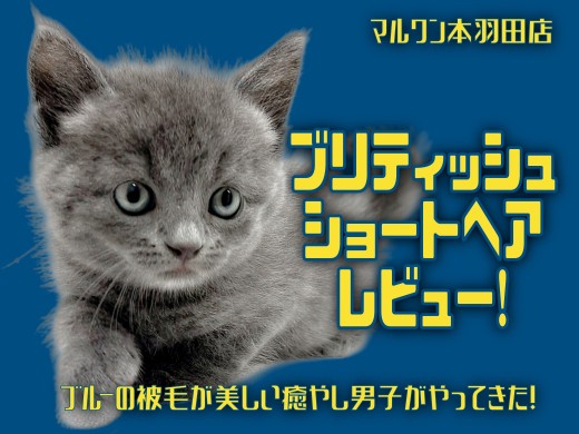 【 ブリティッシュショートヘア 】ブルーの被毛が美しい癒やし男子がやってきた!