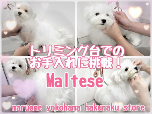 【 マルチーズ 】トリミング練習開始！マルちゃん台の上でのお手入れに挑戦