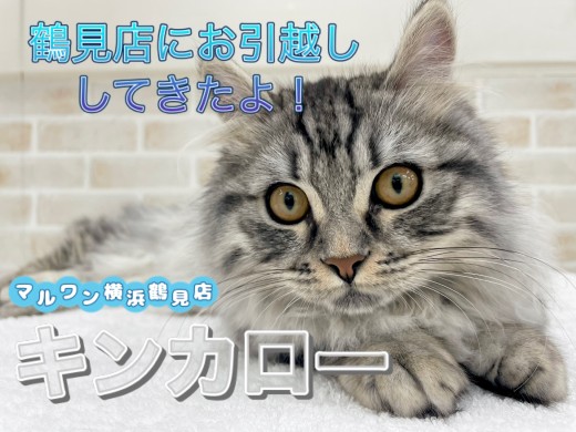 【 キンカロー 】本日のキンちゃん!鶴見店にお引越ししてきたよ!