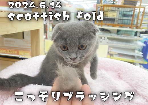 【 スコティッシュフォールド成長ログ 】こっそりブラッシングで可愛い抜け毛回収!