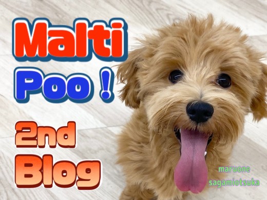 【 マルプー 】幸せを運ぶスマイルがあなたをハッピーにさせちゃいます!