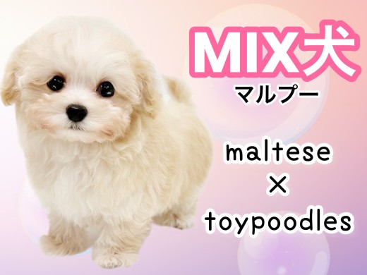 【 MIX犬 】丸く愛らしいルックスと胴長短足体型!可愛すぎるマルプーの女の子