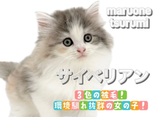 【 サイベリアン 】3色の被毛!環境馴れ抜群の女の子!