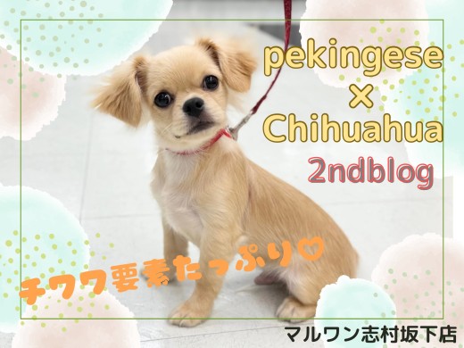【 MIX 】人懐っこさはピカイチに成長中!甘えん坊さんなペキチワの男の子